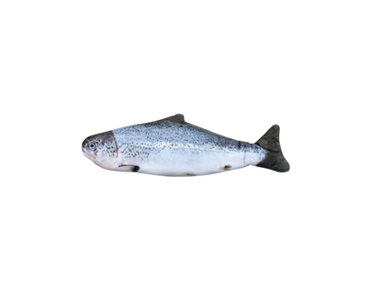 Today by London Drugs Interactive Toy for Cats - Fish
