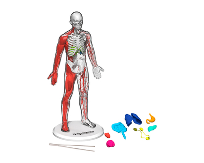 Discovery Mindblown 3D Human Anatomy Kit