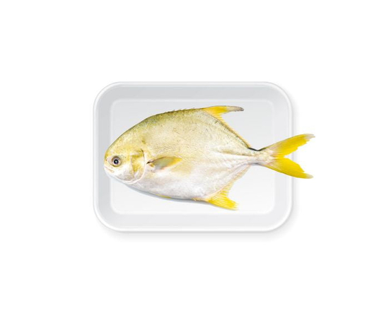 Yellow Pomfret