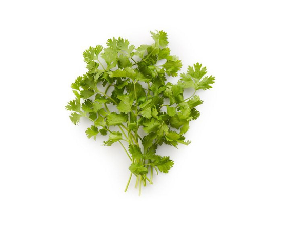 Cilantro