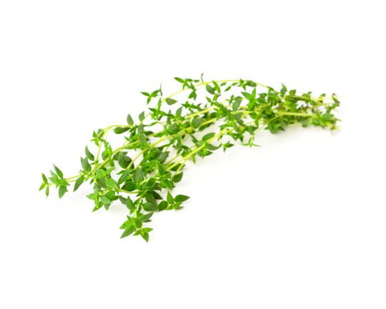 Thyme