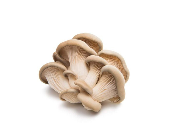 MUSHROOMS OYSTER