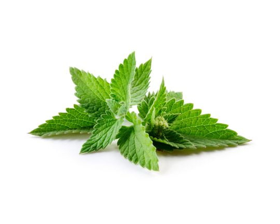 Mint, Fresh