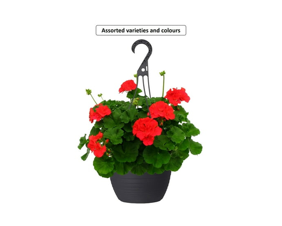 Expert Gardener #10 Everyday Hanging Basket Flowering Annuals, Assorted Colours & Varieties, Outdoor Live Plants for Home Garden - 10 inch