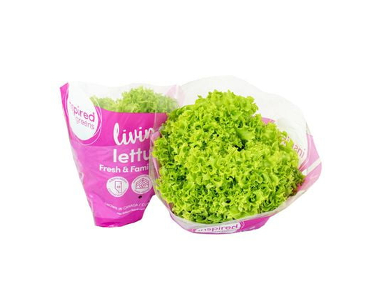 Inspired Greens Living Lettuce Fresh & Familiar Green