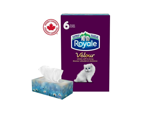 Mouchoirs Royale Velour, 6 boîtes, 82 mouchoirs par boîte