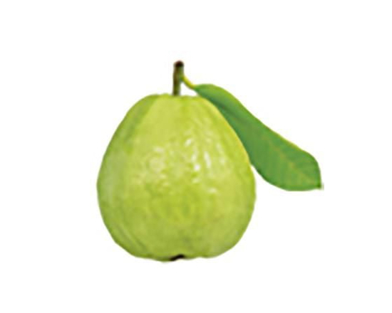 BULK GAUVA