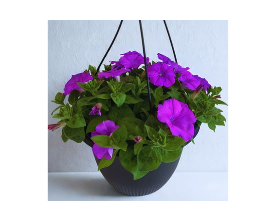 Avon Valley Floral 10" Hanging Basket Flowers, Assorted Colours & Varieties, Outdoor Live Plants for Home Garden - 10 inch