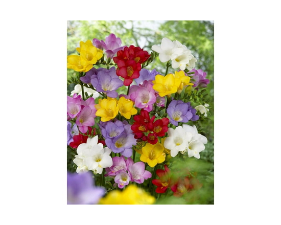 TASC Bulbes à fleurs - Freesia assortis