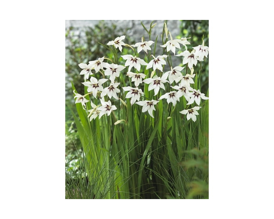 BULBES À FLEURS TASC - Glaïeul Murielae