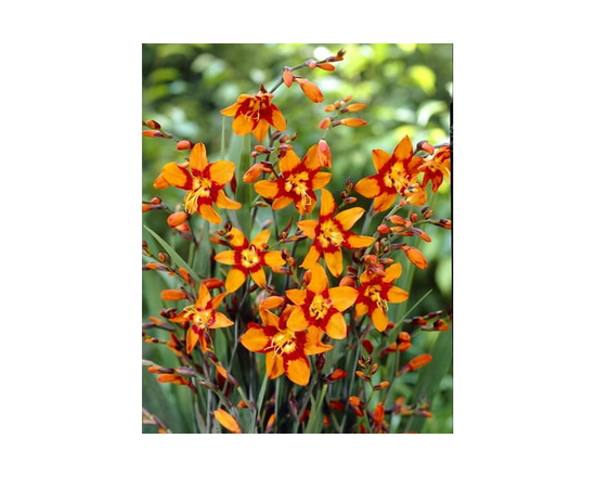 BULBES À FLEURS TASC - Crocosmia Emily McKenzie