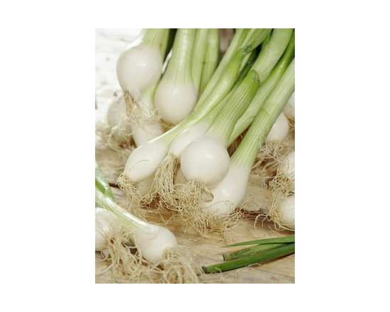 Tasc Onion Bulbs – Southport Scallions Vegetable Plant Bulb