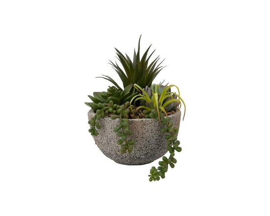 Plante succulente Anko en pot